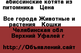 абиссинские котята из питомника › Цена ­ 15 000 - Все города Животные и растения » Кошки   . Челябинская обл.,Верхний Уфалей г.